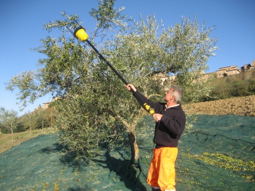 Olive Harvesting machine