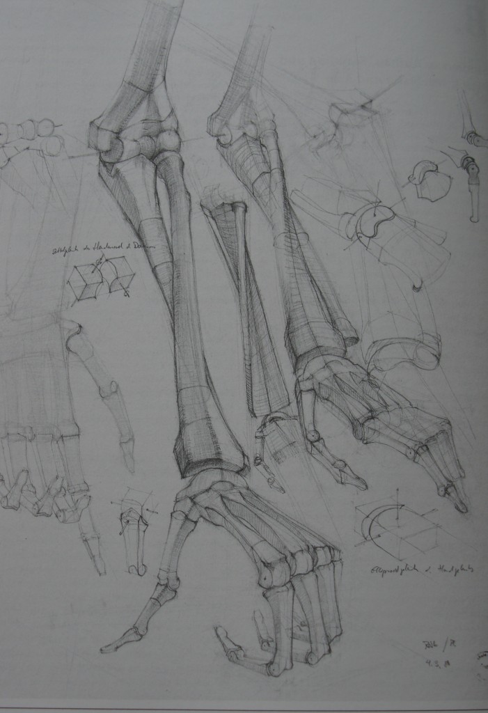 An anatomy drawing by a nameless second year student at art school